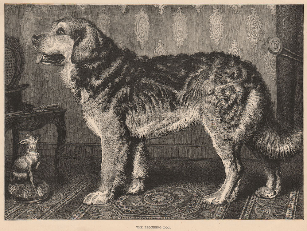 DOGS. The Leonberg Dog 1881 old antique vintage print picture